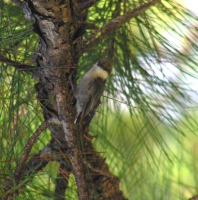 08-14-04 juvie bh nuthatch.jpg
