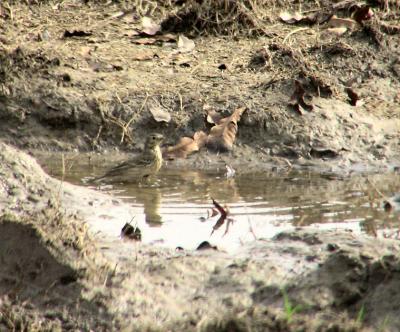 01-04-05 lifer pipit2.jpg