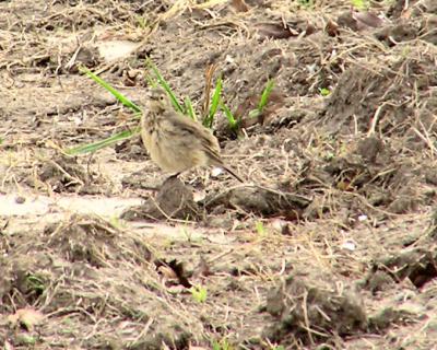 01-04-05 lifer pipit7.jpg