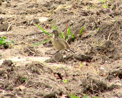 01-04-05 lifer pipit8.jpg