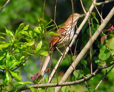 brown_thrasher