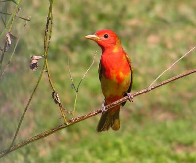04-20-05 summer tanager1.jpg