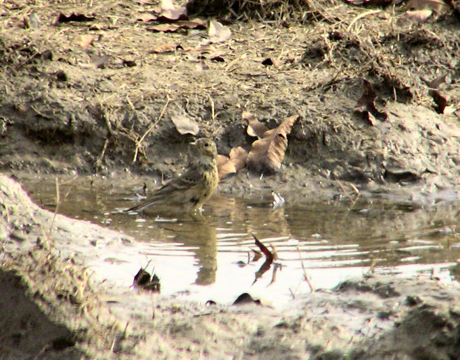 01-04-05 lifer pipit4.jpg