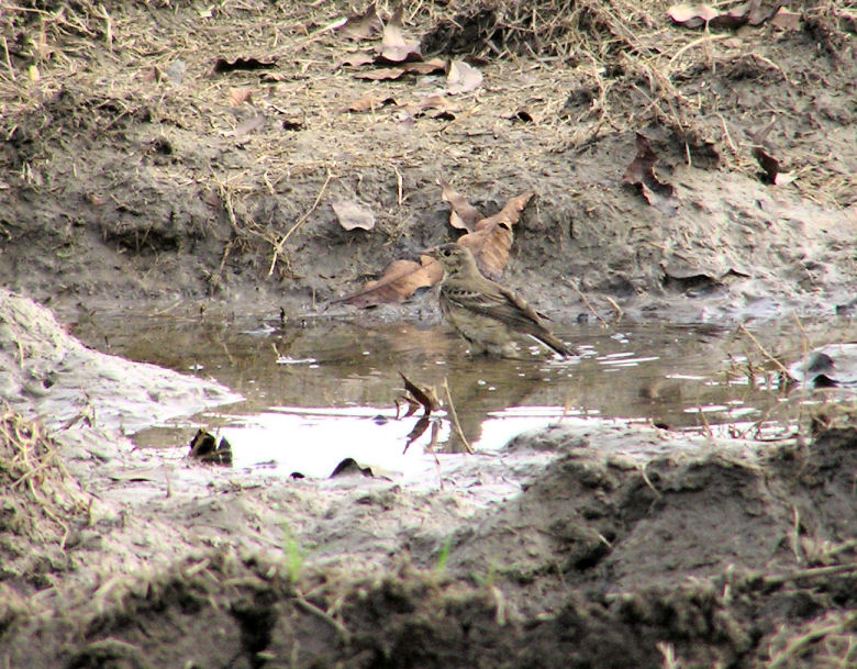 01-04-05 lifer pipit5.jpg