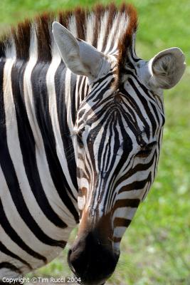 12563 - Zebra