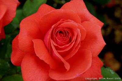 4982c - Rose in bloom