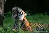 5445 - Yawning Tiger