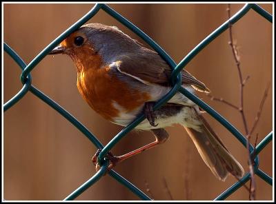 Robin on a wire