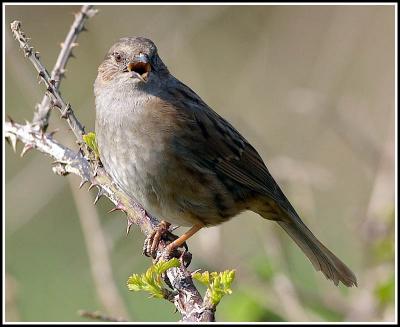 Hedge sparrow singing
