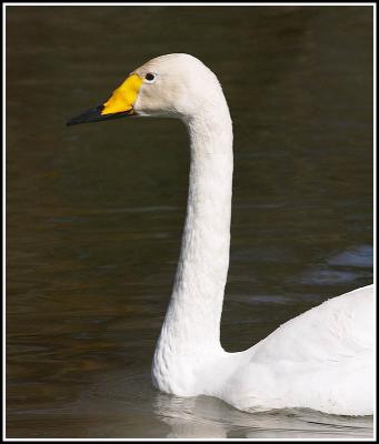 Whoopers Swan
