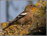 Chaffinch 1