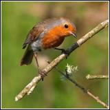 Inquisitive robin