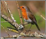 Robin with foot up