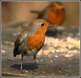 Duet
