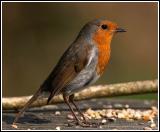 Robin and seeds