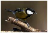 Perched great tit