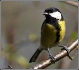 Great tit 1