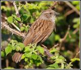 Dunnock on brambles