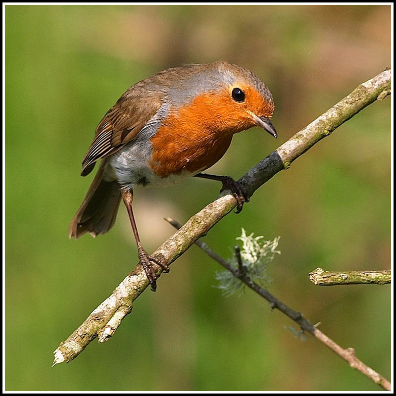Inquisitive robin