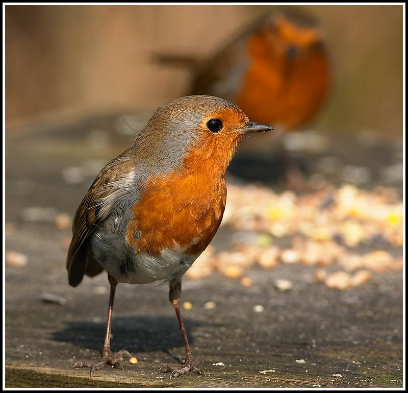 Duet