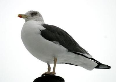 Lesser Black-backed Gull