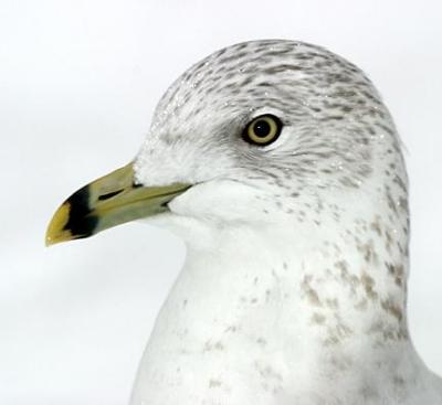 Ring-billed Gull