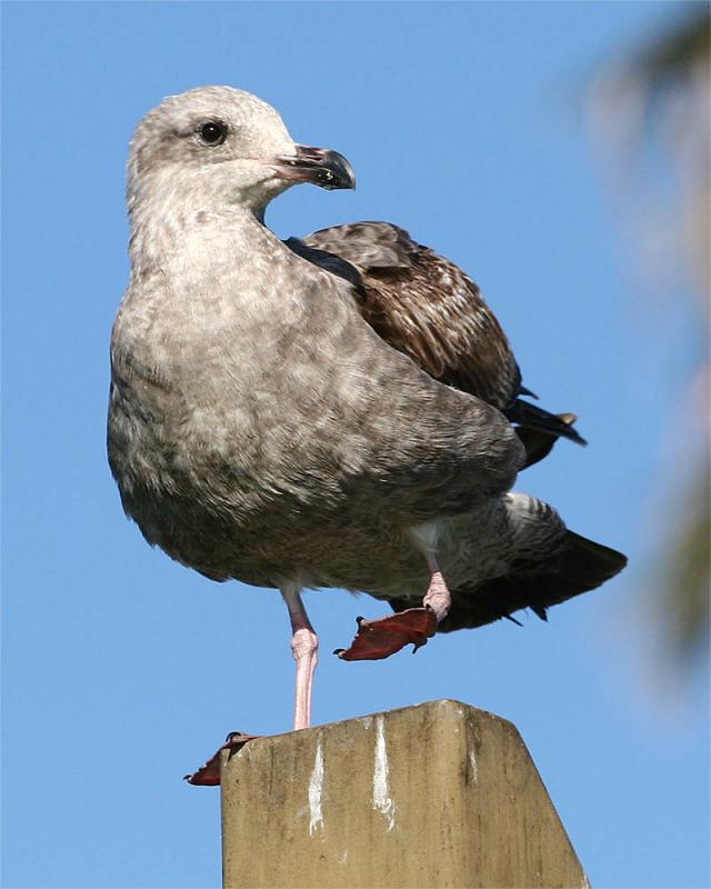 Gull_1.jpg