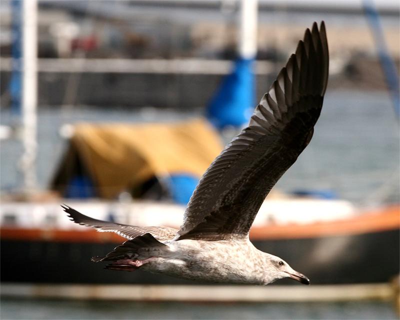 Gull_2_1.jpg