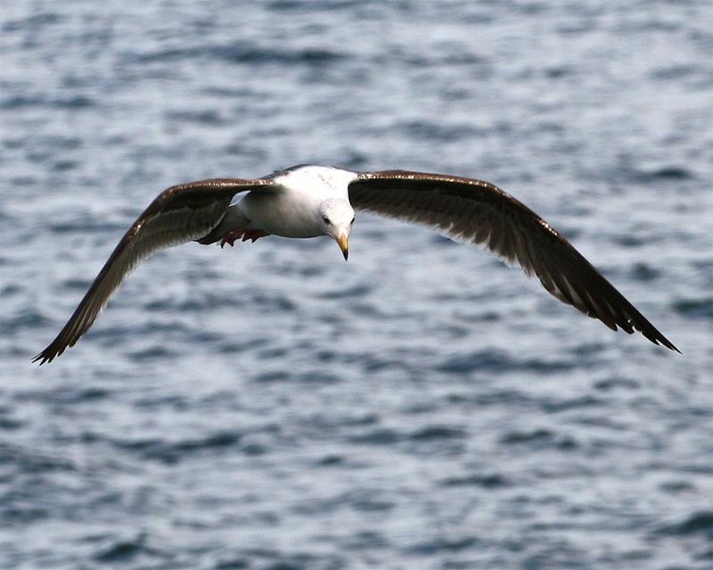 Gull_2_2.jpg
