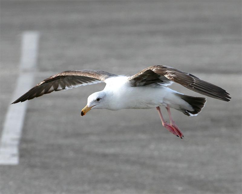 Gull_2_3.jpg