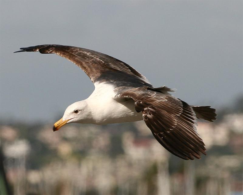 Gull_2_5.jpg