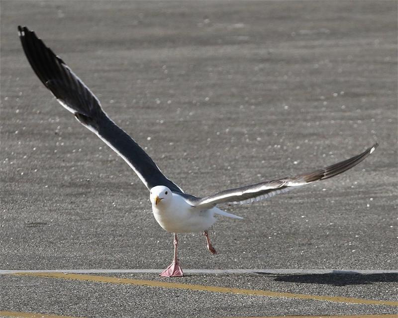 Gull_6.jpg