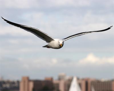 Gull_1_3.jpg