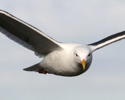 Gull_1_4.jpg