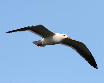 Gull_1_5.jpg