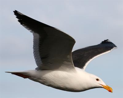 Gull_1_6.jpg