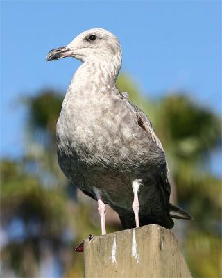 Gull_2.jpg