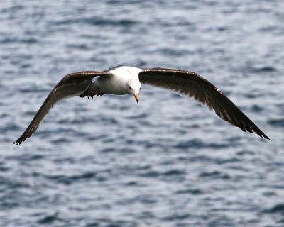 Gull_2_2.jpg