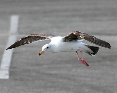 Gull_2_3.jpg