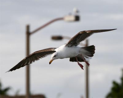 Gull_2_4.jpg