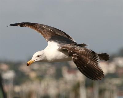 Gull_2_5.jpg