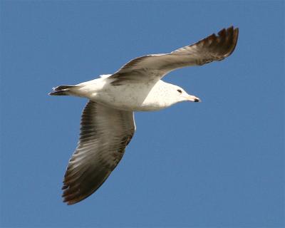 Gull_3.jpg