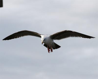Gull_4.jpg