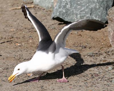 Gull_5.jpg