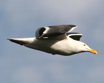 Gull_7.jpg