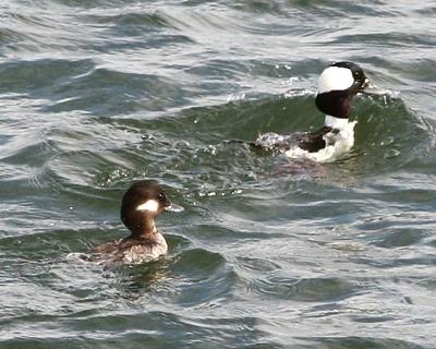 Bufflehead