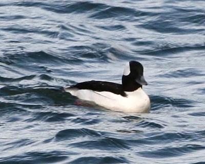 Bufflehead