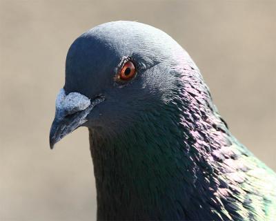 WingedRat_2.jpg