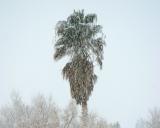 Snow_4.jpg
