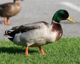 Duck_1.jpg